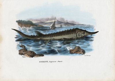 Sturgeon by Raimundo Petraroja